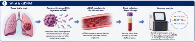 What is ctDNA
